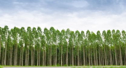 Papel e sustentabilidade